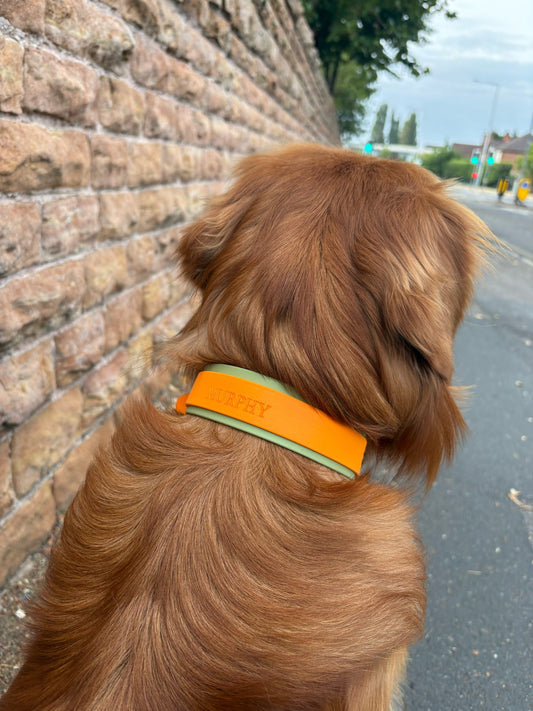 Hound Style Collar Upgrade